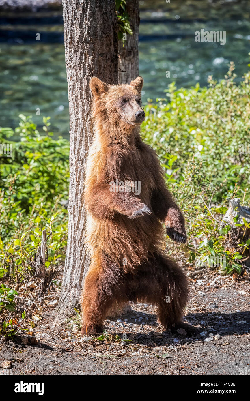 Grizzly bear (Ursus arctos horribilus) scratching it's back against a tree while standing on it's hind legs, Taku River Stock Photo