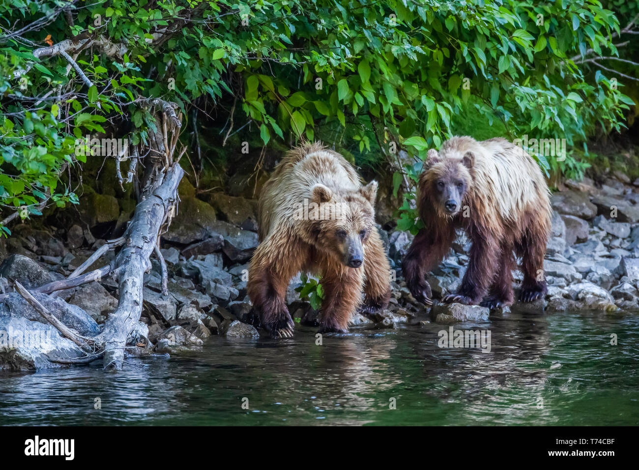 Grizzly bears (Ursus arctos horribilus) along the shore of Taku River; Atlin, British Columbia, Canada Stock Photo