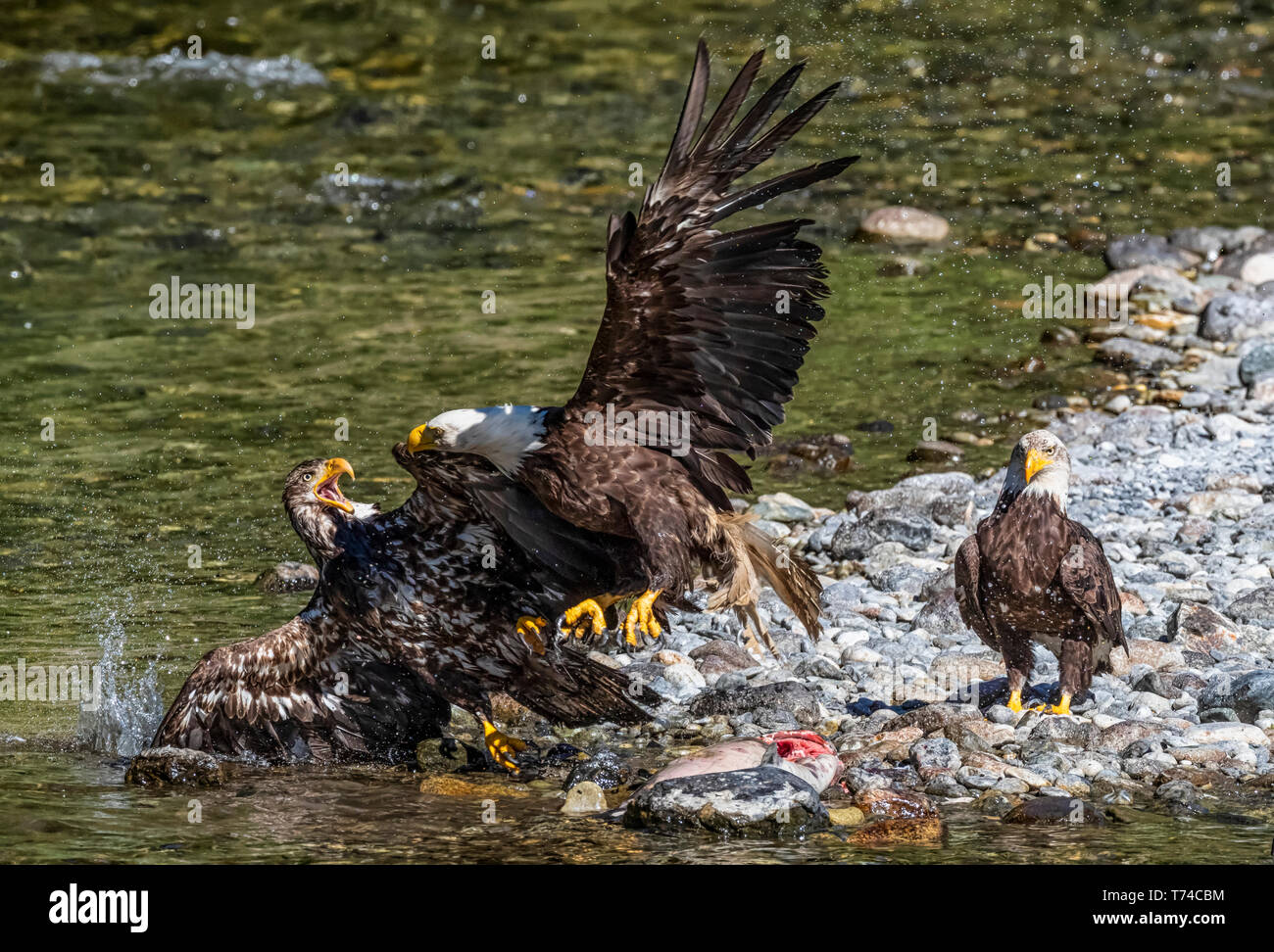 Bald eagles (Haliaeetus leucocephalus) fishing and eating fish on the gravel bar of Taku River; Atlin, British Columbia, Canada Stock Photo