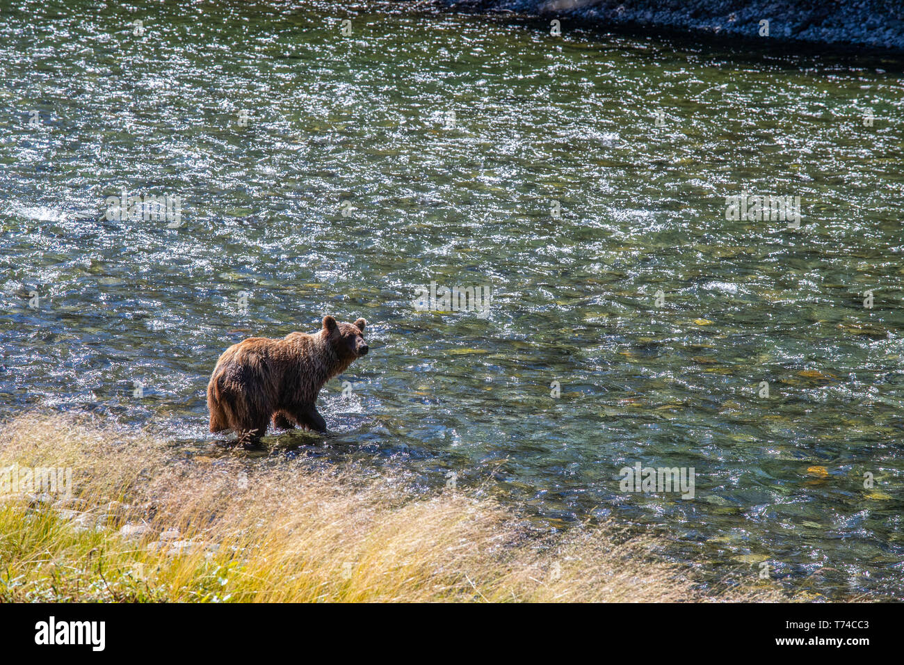 Grizzly bear (Ursus arctos horribilus) along the shore of Taku River; Atlin, British Columbia, Canada Stock Photo