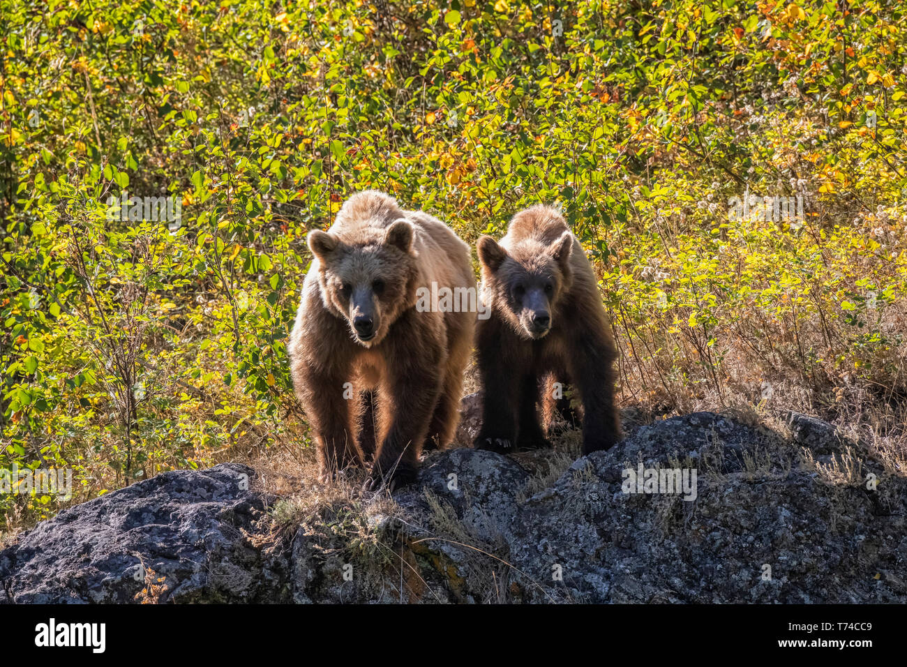 Grizzly bear (Ursus arctos horribilus) and her cub, Taku River; Atlin, British Columbia, Canada Stock Photo