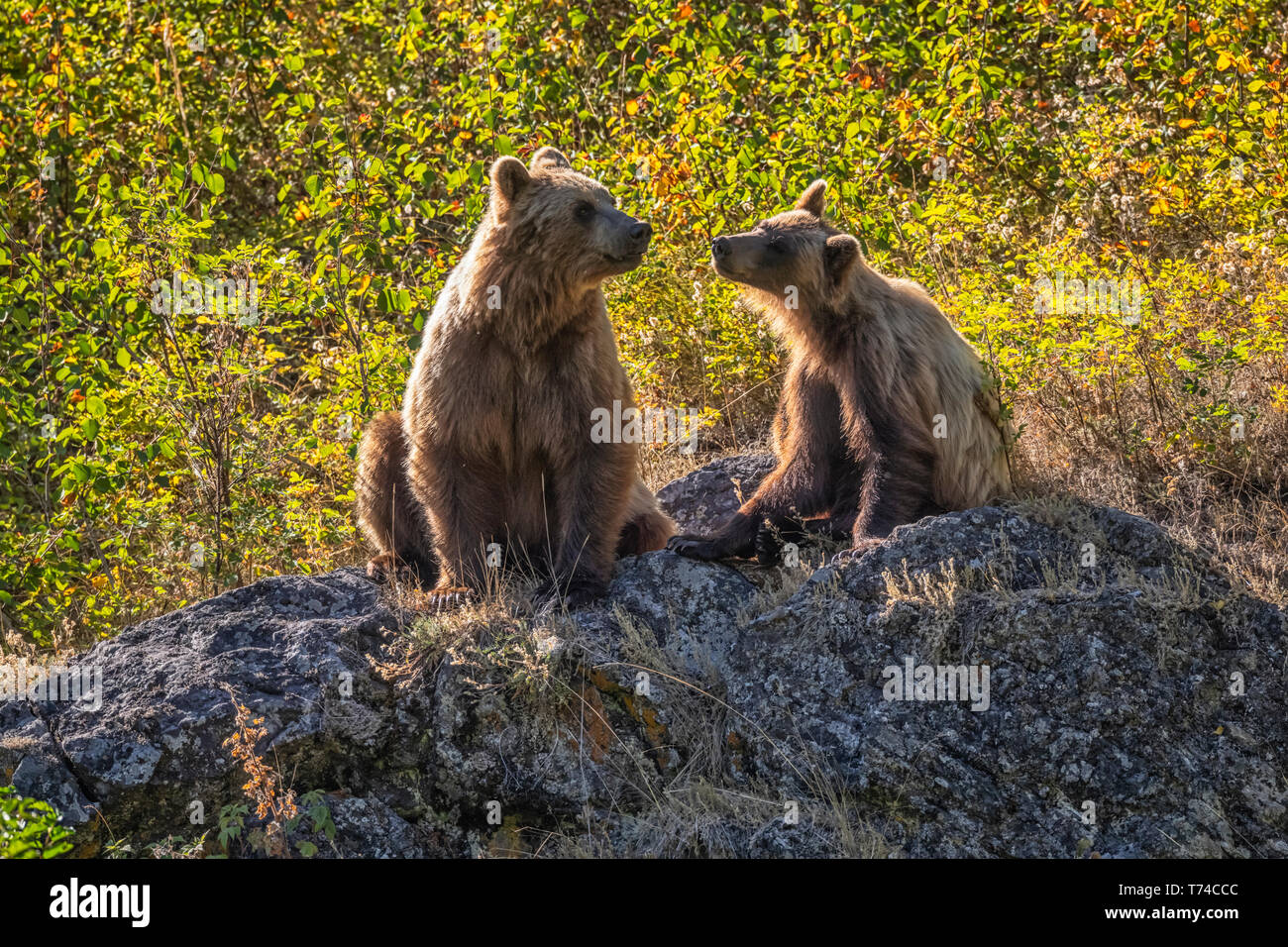 Grizzly bear (Ursus arctos horribilus) and her cub, Taku River; Atlin, British Columbia, Canada Stock Photo
