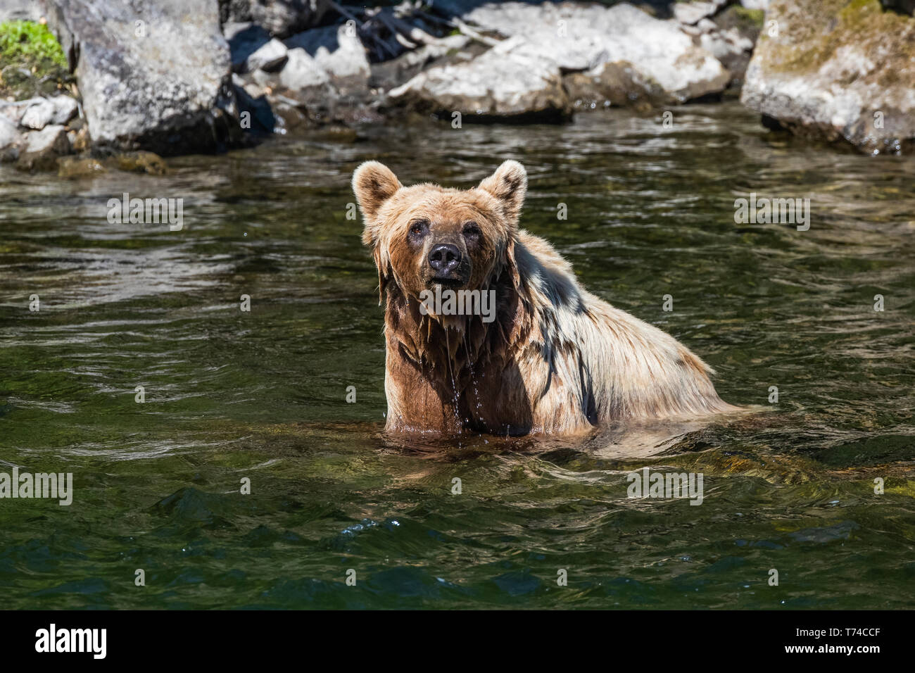 Grizzly bear (Ursus arctos horribilus) in Taku River; Atlin, British Columbia, Canada Stock Photo