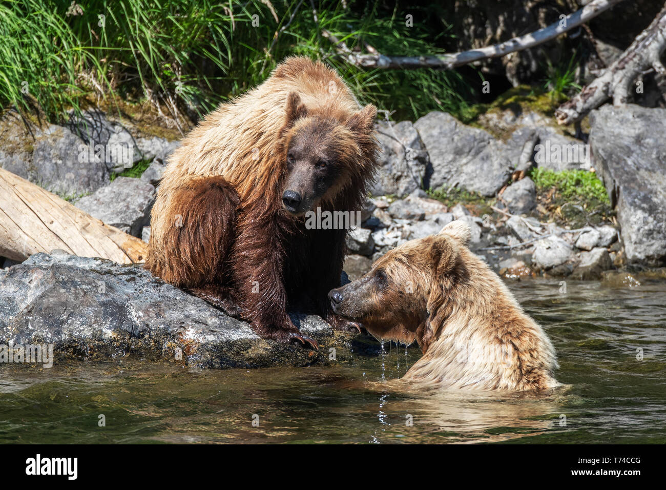 Grizzly bears (Ursus arctos horribilus) fishing along the shore of Taku River; Atlin, British Columbia, Canada Stock Photo