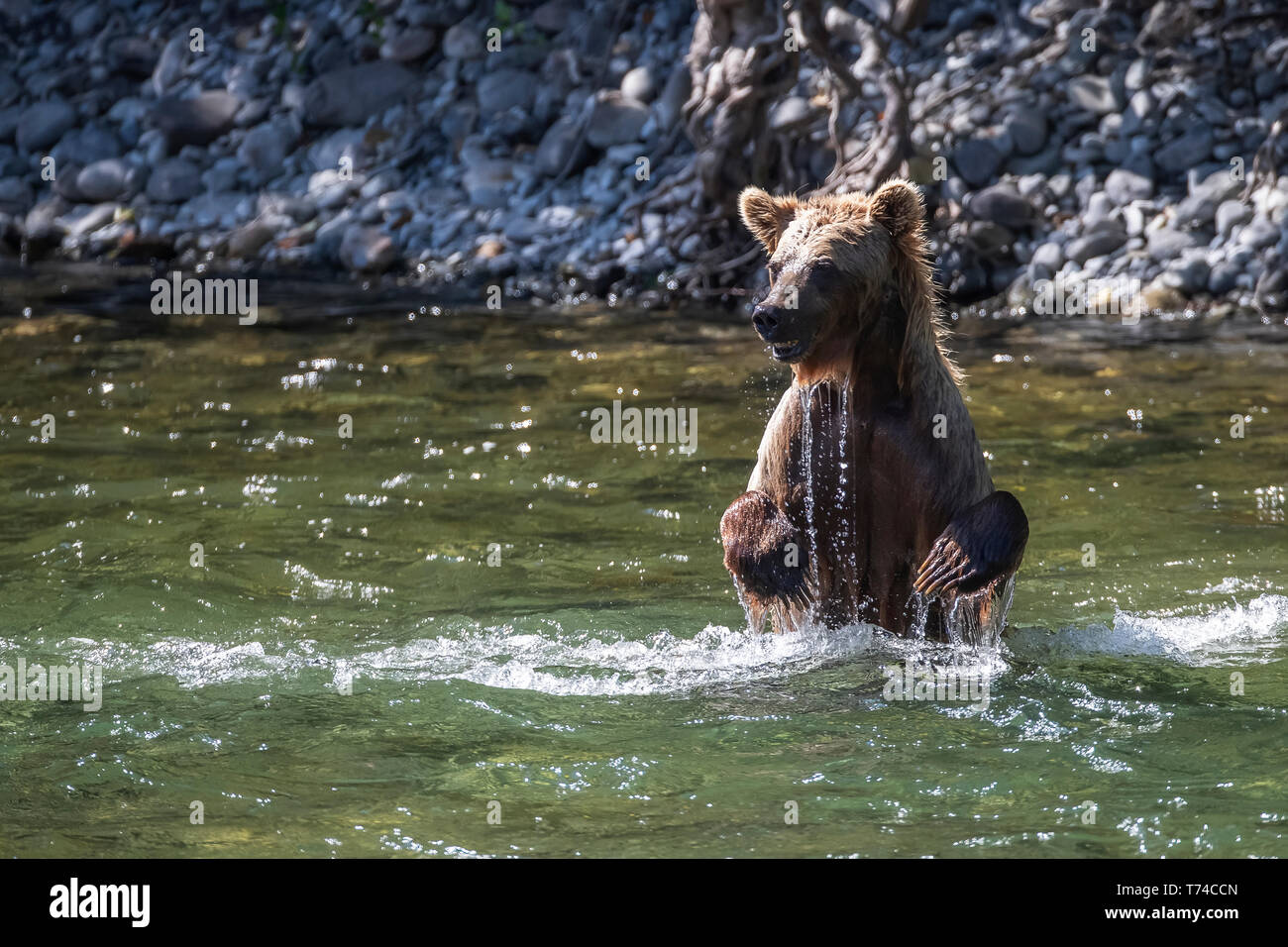 Grizzly bear (Ursus arctos horribilus) standing wet in Taku River; Atlin, British Columbia, Canada Stock Photo