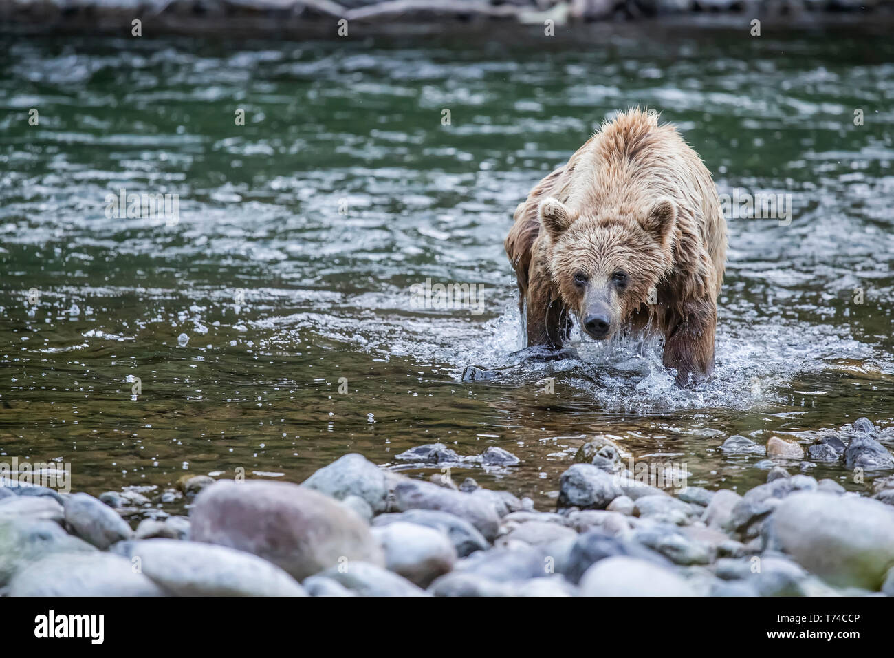 Grizzly bear (Ursus arctos horribilis) fishing in Taku River; Atlin, British Columbia, Canada Stock Photo