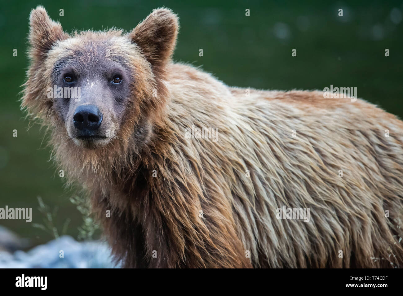 Grizzly bear (Ursus arctos horribilus), Taku River; Atlin, British Columbia, Canada Stock Photo
