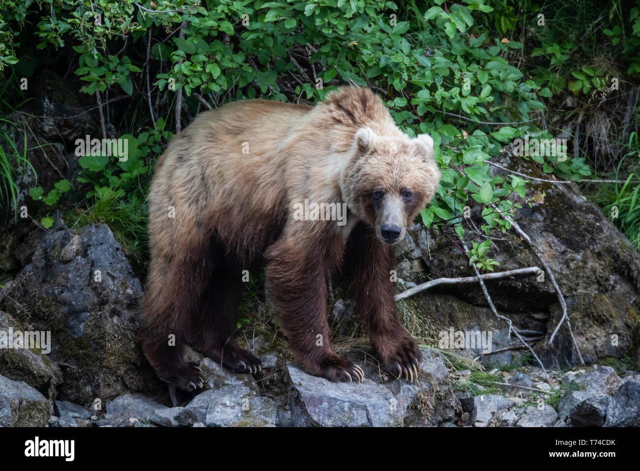 Grizzly bear (Ursus arctos horribilis) along the shore of Taku River; Atlin, British Columbia, Canada Stock Photo