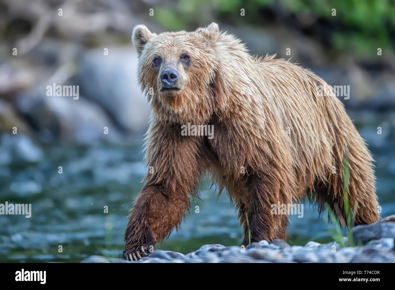 Grizzly bear (Ursus arctos horribilus), Taku River; Atlin, British Columbia, Canada Stock Photo