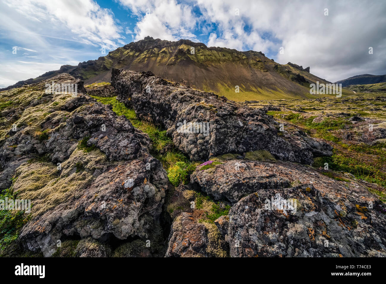 Moss covered lava fields with mountains in the distance on the Snaefellsness Peninsula; Iceland Stock Photo
