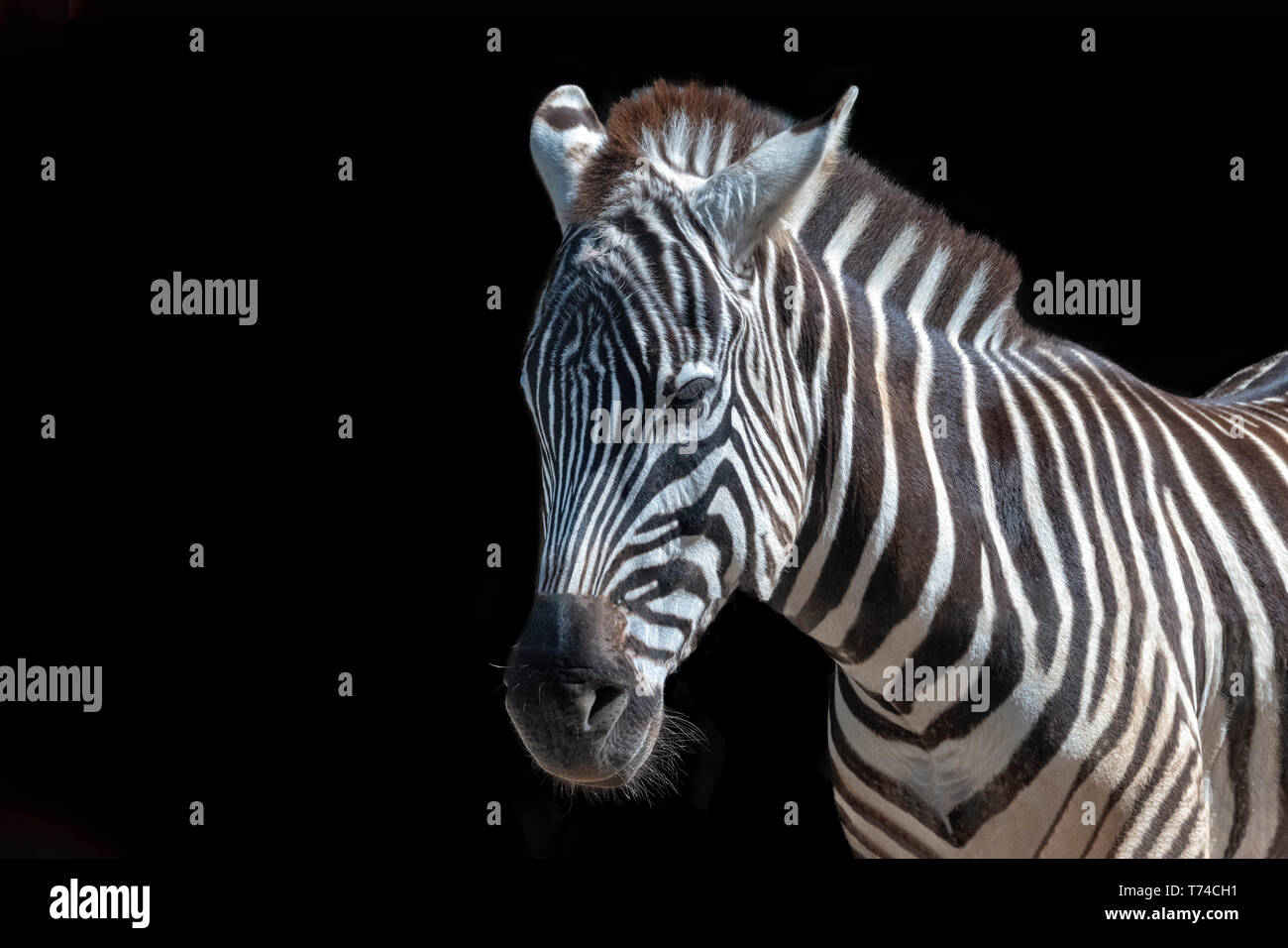 zebra portrait on black background Stock Photo - Alamy