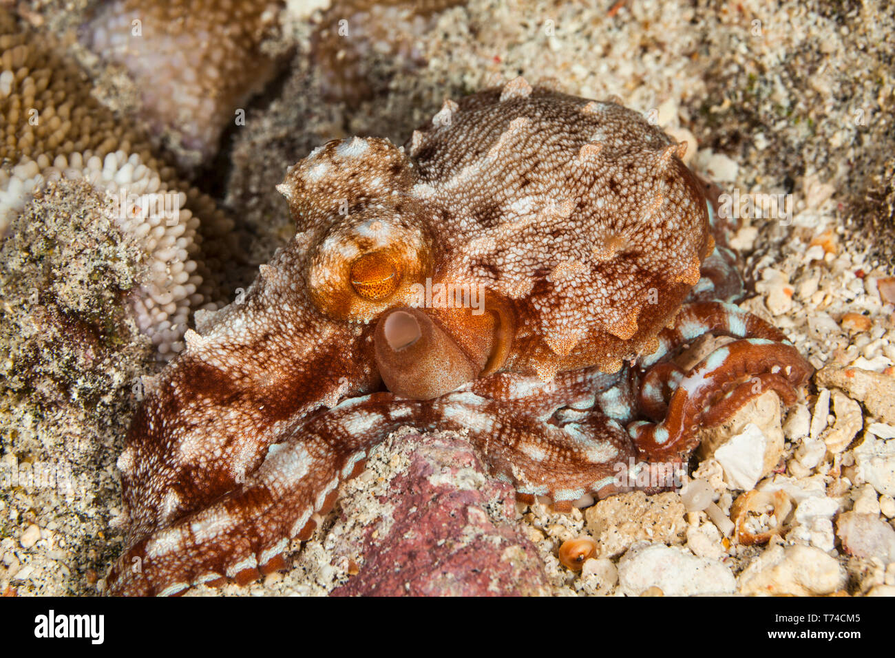 Rare Ornate octopus (Callistoctopus ornatus) at night; Island of Hawaii