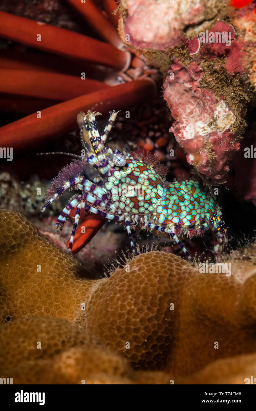 A macro view of a Marbled shrimp (Saron marmoratus) ; Wailea, Maui, Hawaii, United States of America Stock Photo