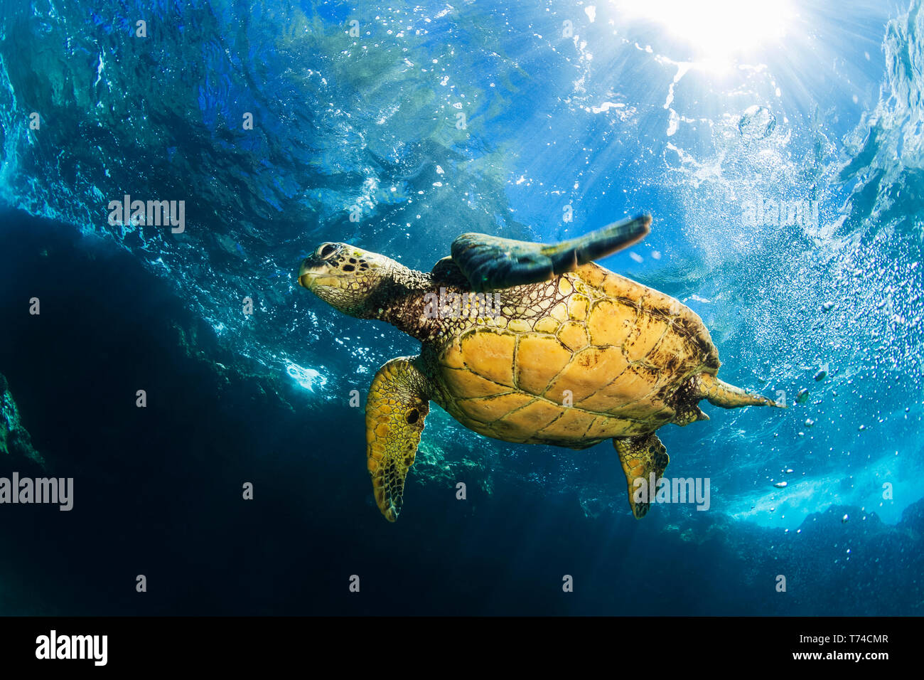 Hawaiian Green sea turtle (Chelonia mydas) swimming in clear, blue ...