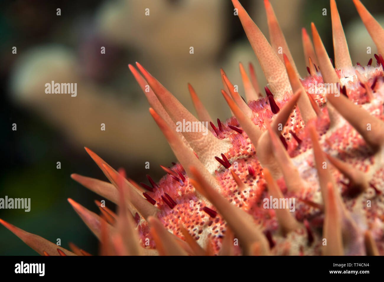 Macro close-up of Crown-of-thorns starfish (Acanthaster planci); Island of Hawaii, Hawaii, United States of America Stock Photo