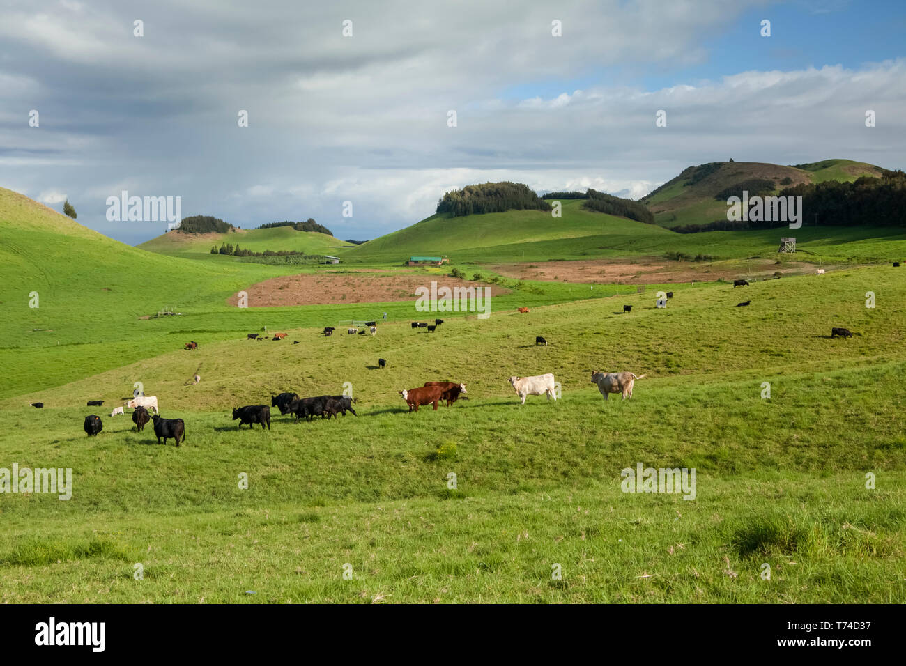 Cows grazing in a pasture on Parker Ranch, Kohala Mountain, North