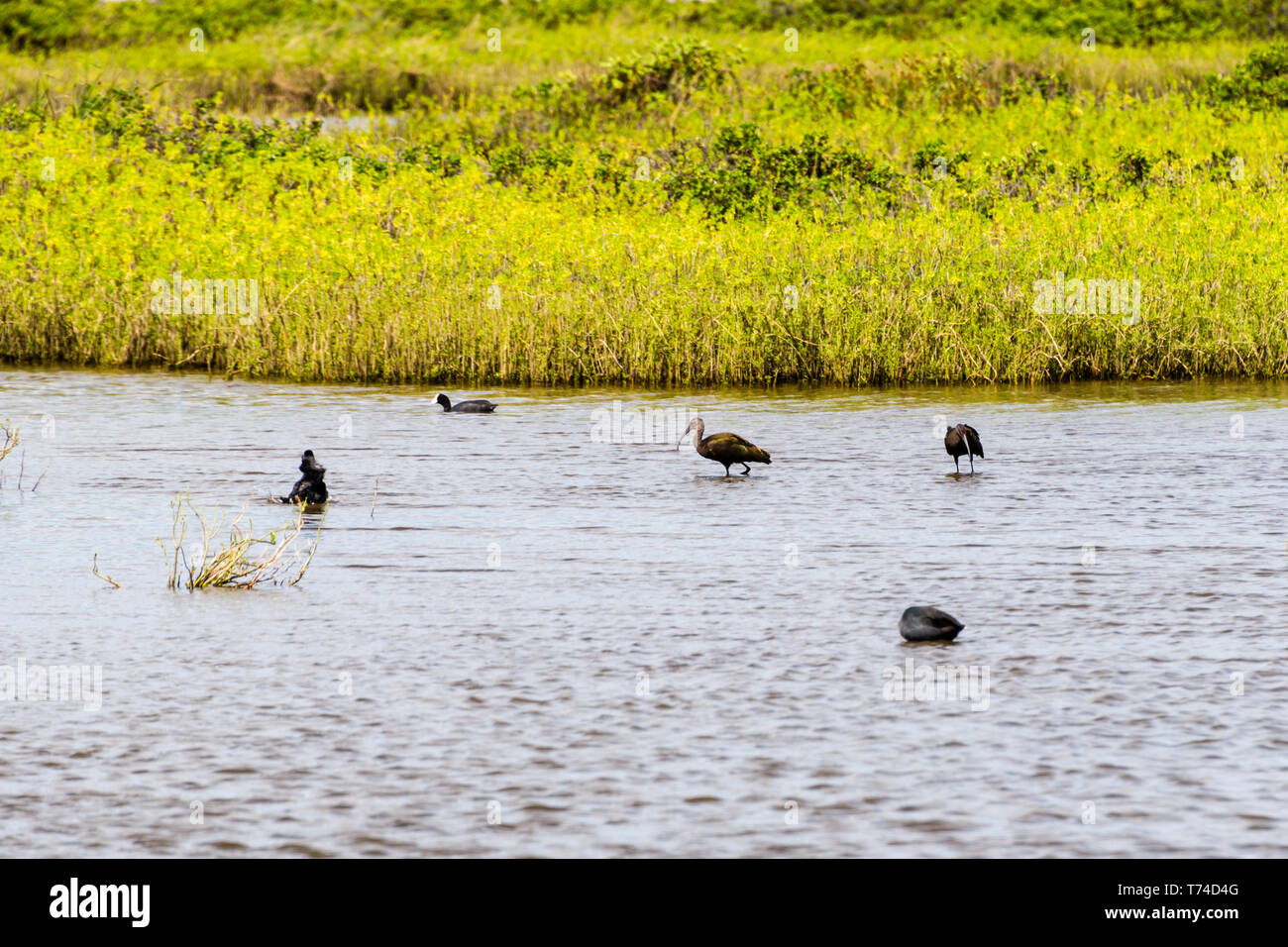 Hawaiian national wildlife refuge hi-res stock photography and images ...