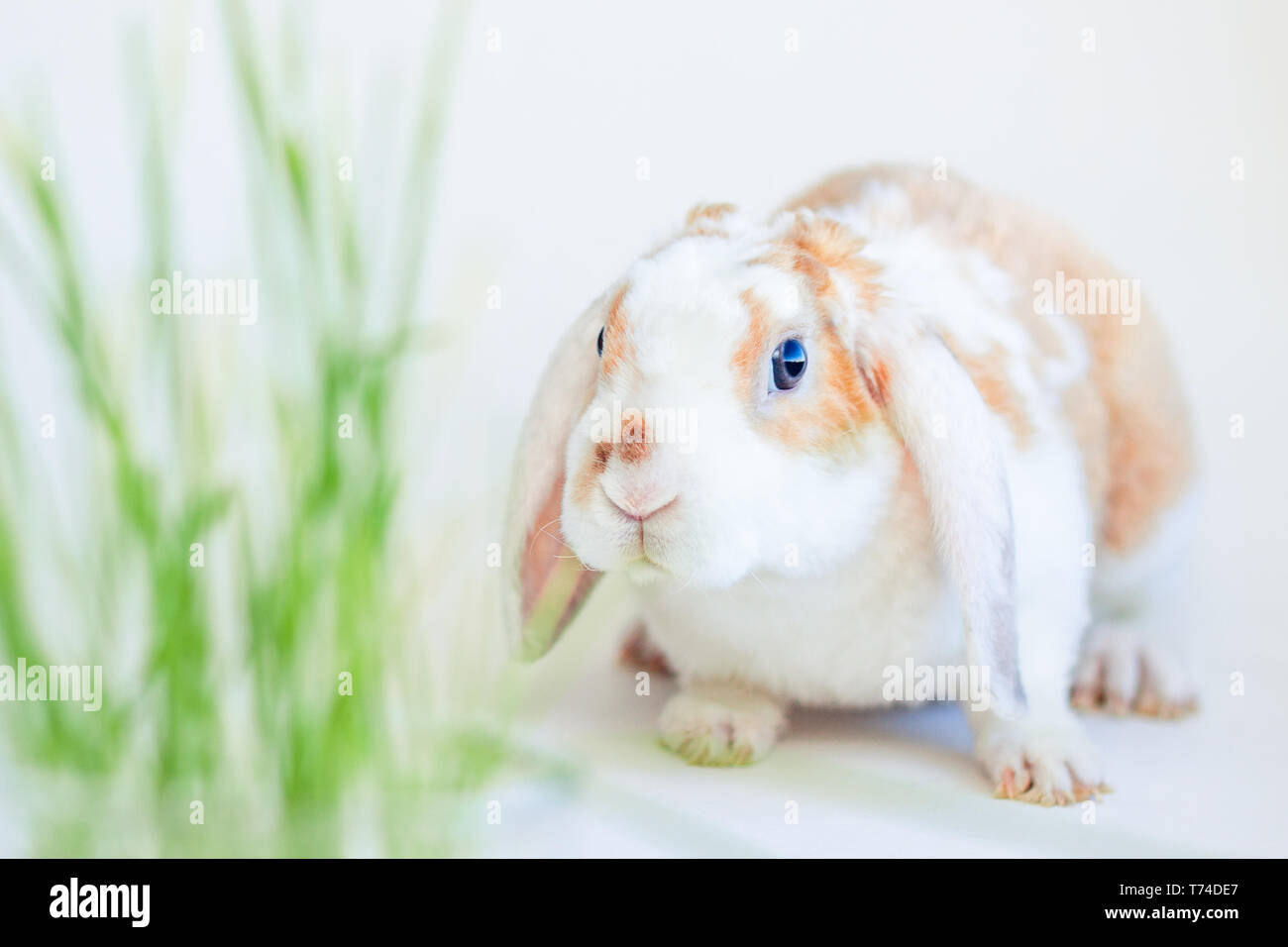 Bunny chewing hi res stock photography and images Page 2 Alamy