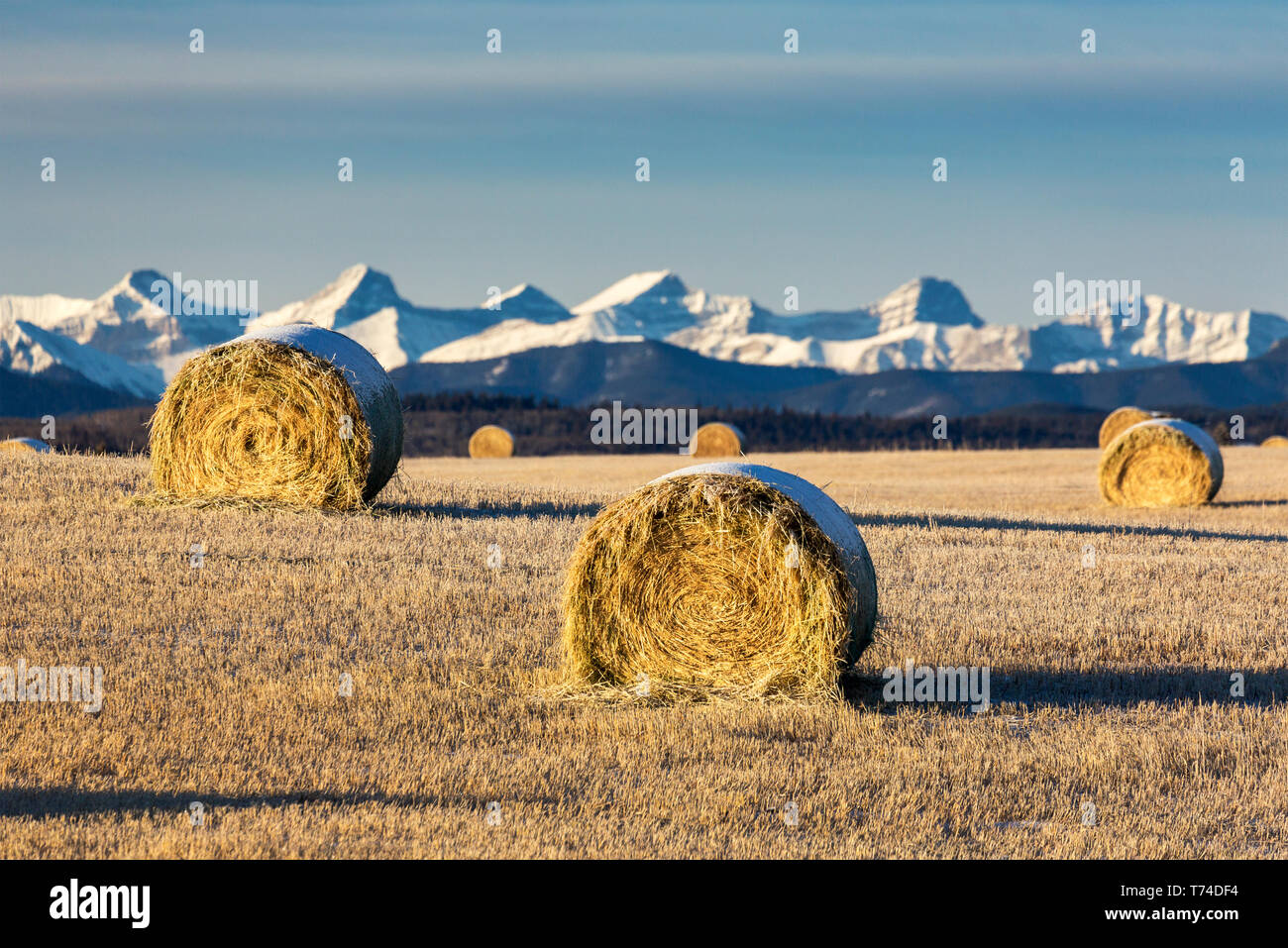 Round Hay Bales In Snow High Resolution Stock Photography And Images Alamy