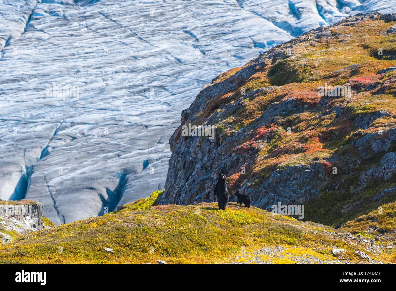 American black bear sow (Ursus americanus) is standing on her hind legs with her cub next to her on a hillside with Exit Glacier in the background ... Stock Photo