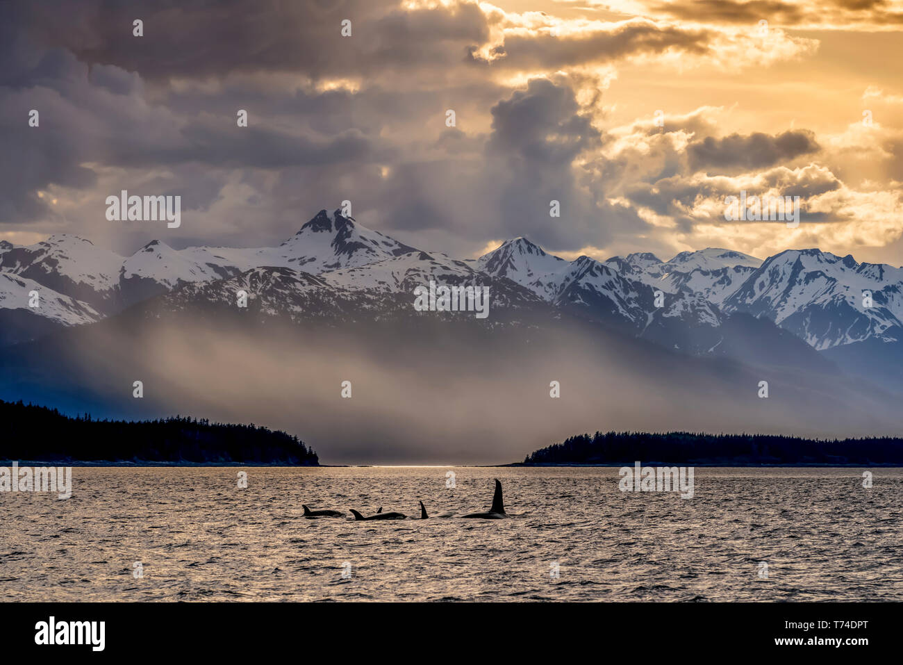 Killer whales (Orcinus orca), also known as Orca, swimming in Inside Passage with the Chilkat Mountains in the background Stock Photo