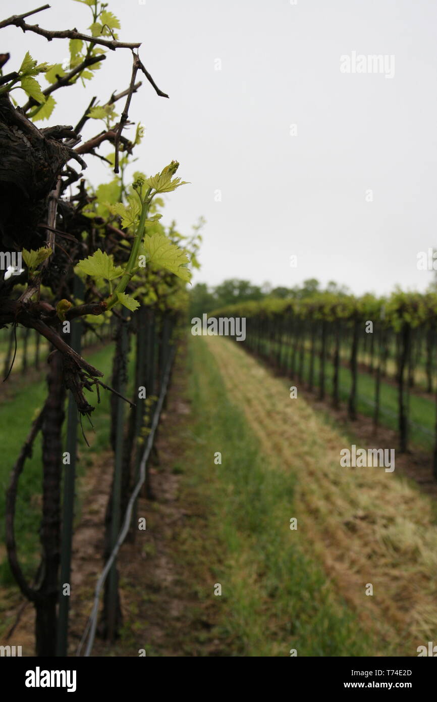Rows of Grapes in the Morning Stock Photo Alamy