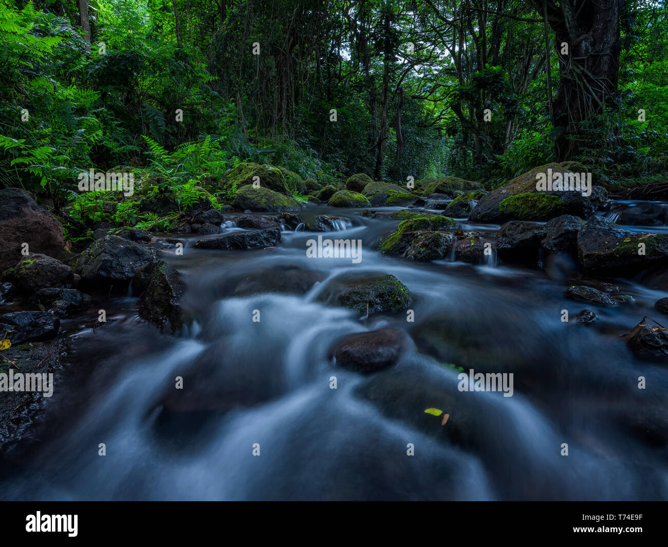 Stream in forest green hawaii hi-res stock photography and images - Alamy