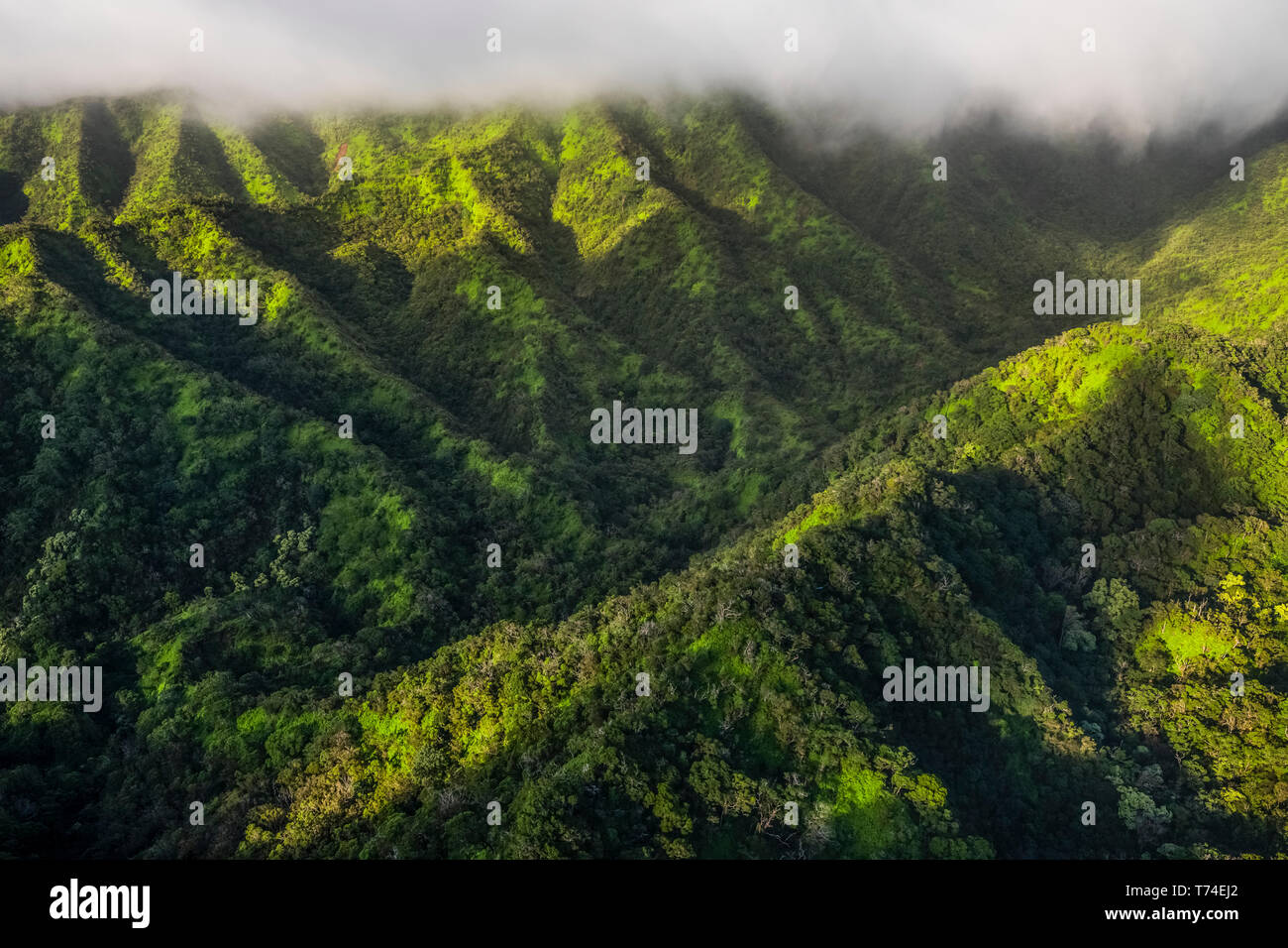 Hawaii Oahu Island Rainforest High Resolution Stock Photography and ...