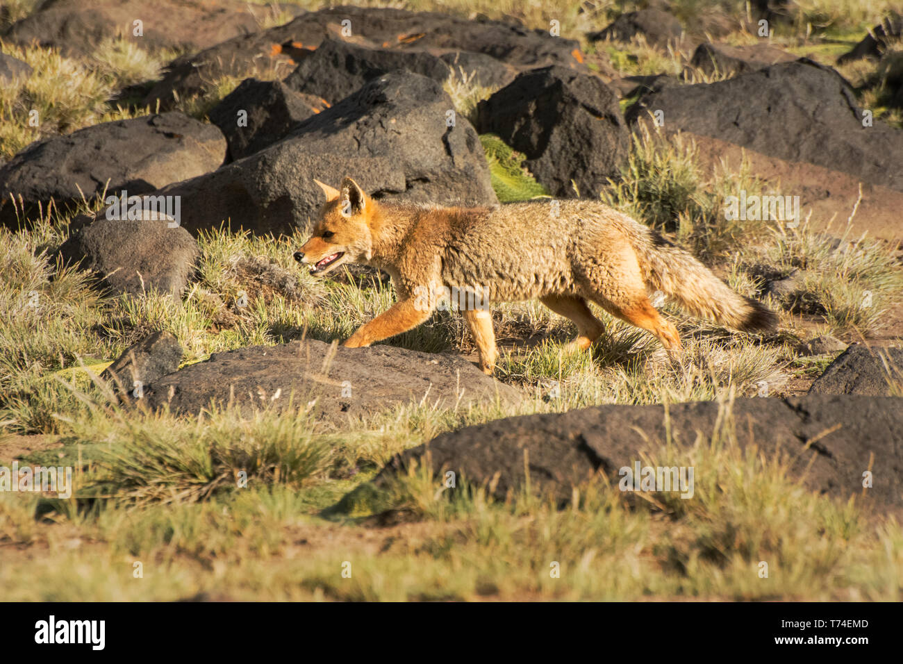A Patagonian fox (Lycalopex griseus) is running across the image from right to left in the warm light of a late afternoon; Mendoza, Argentina Stock Photo