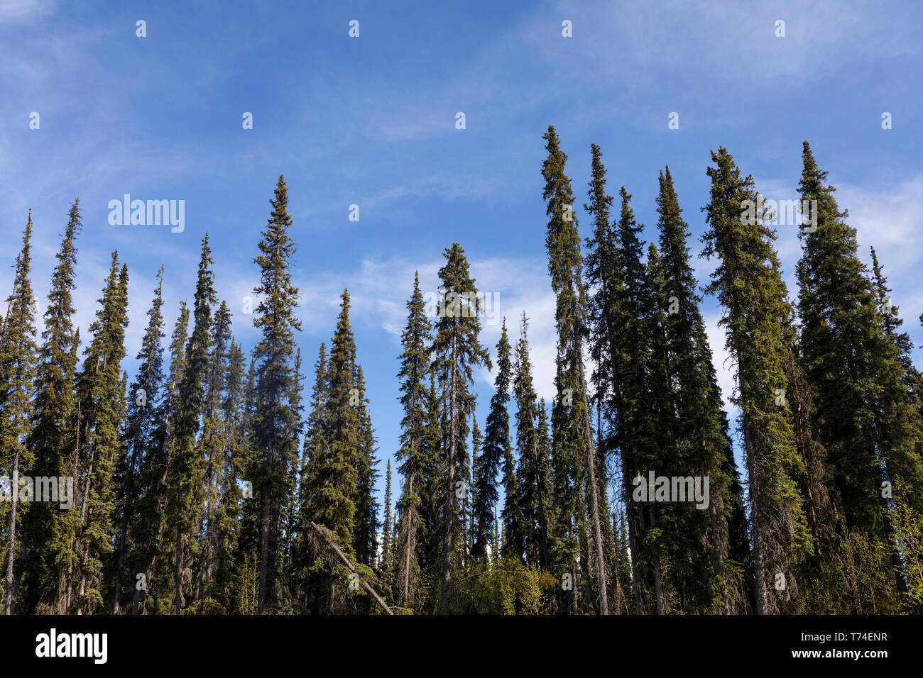 Black spruce (Picea Mariana) forest on the banks of Beaver Creek, National Wild and Scenic Rivers System, White Mountains Stock Photo