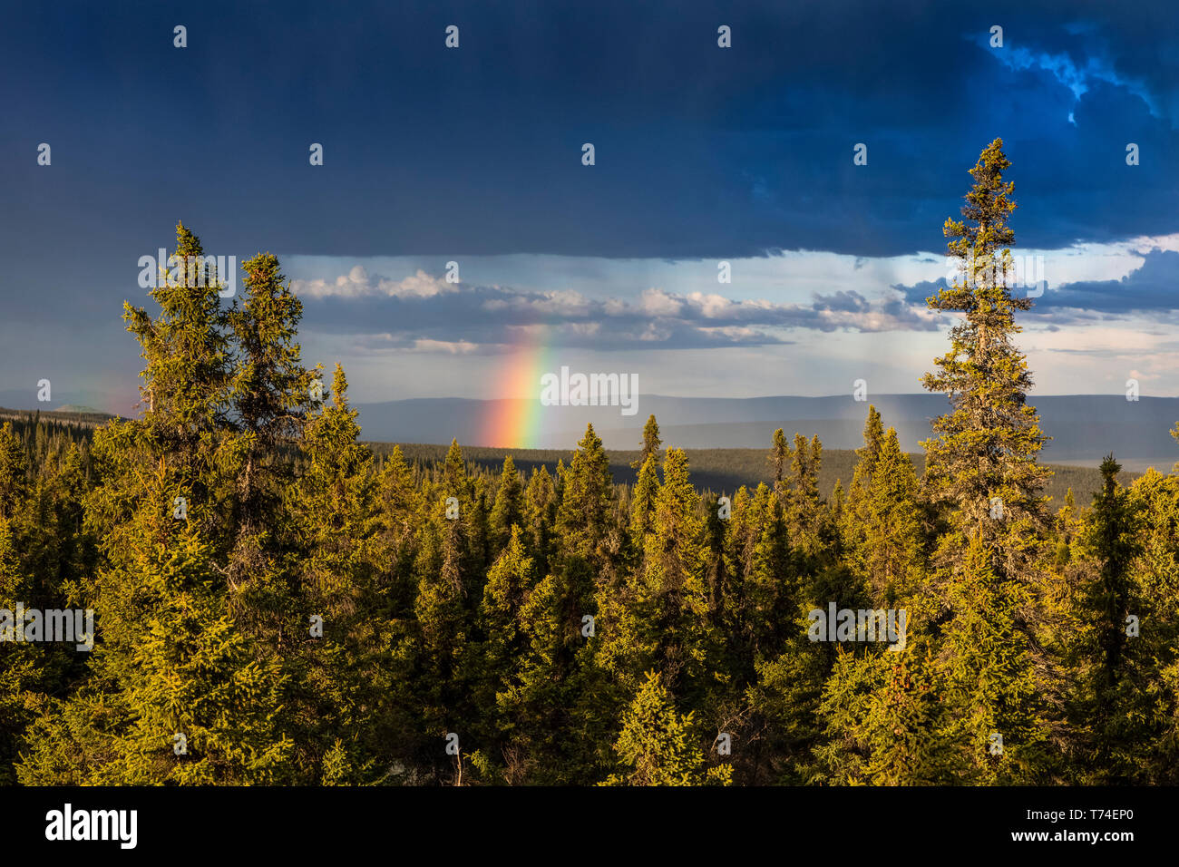 Rainbow poking through storm clouds over a spruce forest in summertime, over the White Mountains, as seen from the Summit Trail Stock Photo