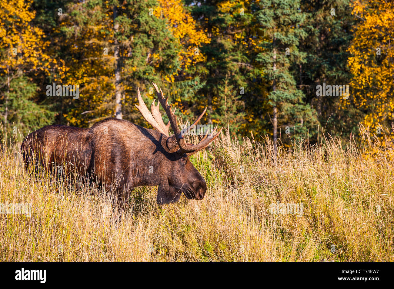 A bull moose (Alces alces) in rut in tall grass is seen in Kincade Park on a sunny fall afternoon; Anchorage, Alaska, United States of America Stock Photo