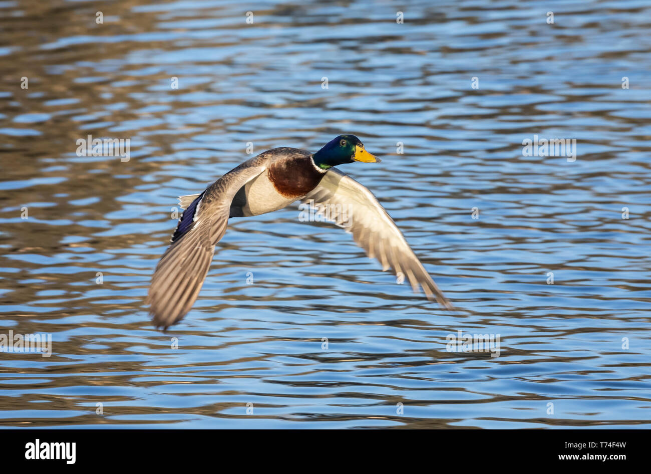Duck (Anas platyrhynchos) flying over water; Colorado, United States of America Stock Photo