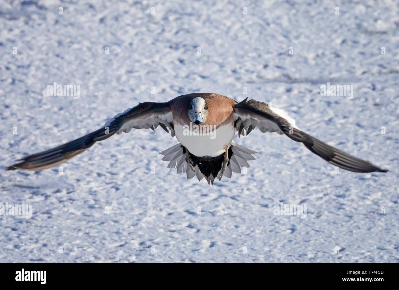 American Widgeon (Mareca americana) flying over snow; Fort Collins, Colorado, United States of America Stock Photo
