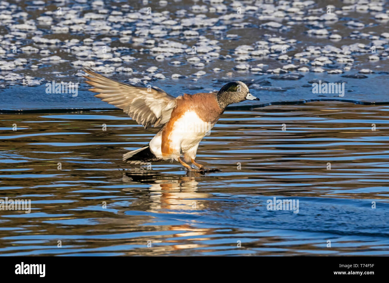 American Widgeon (Mareca americana) landing on water; Fort Collins, Colorado, United States of America Stock Photo