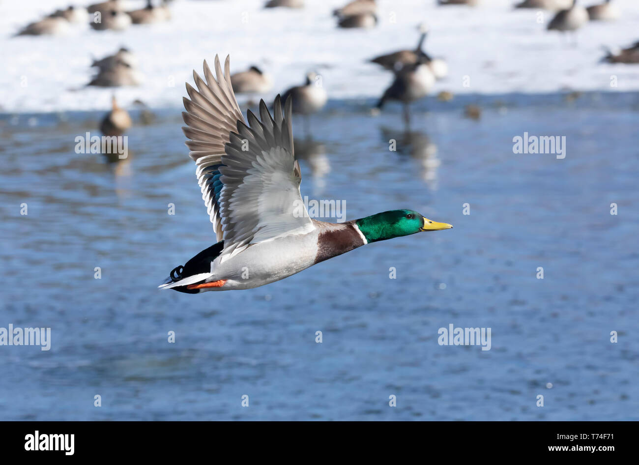 Male Mallard duck (Anas platyrhynchos) in flight over water with other birds by the snowy shoreline; Fort Collins, Colorado, United States of America Stock Photo