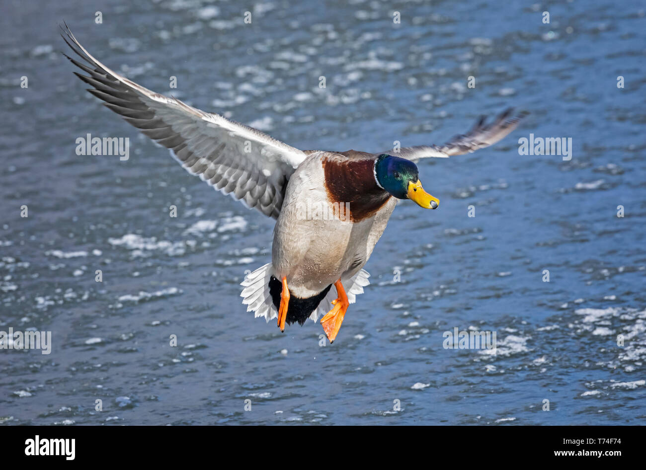 Male Mallard duck (Anas platyrhynchos) in flight over water; Fort Collins, Colorado, United States of America Stock Photo