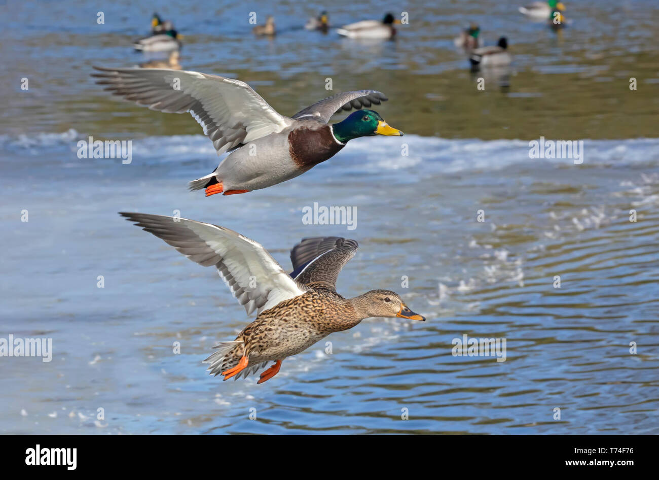 Male and female Mallards (Anas platyrhynchos) taking off from a pond; Fort Collins, Colorado, United States of America Stock Photo