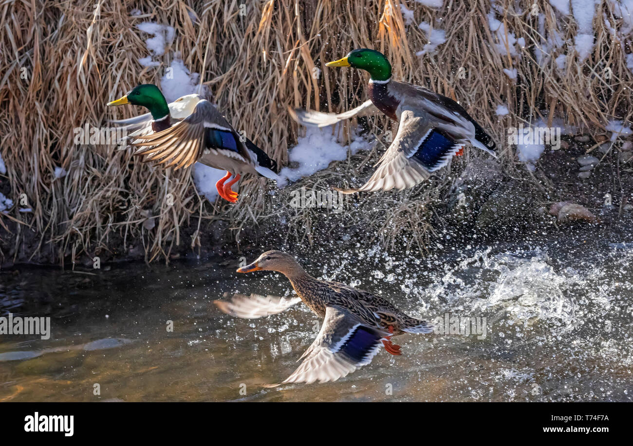 Males and female Mallards (Anas platyrhynchos) taking off from a pond; Fort Collins, Colorado, United States of America Stock Photo