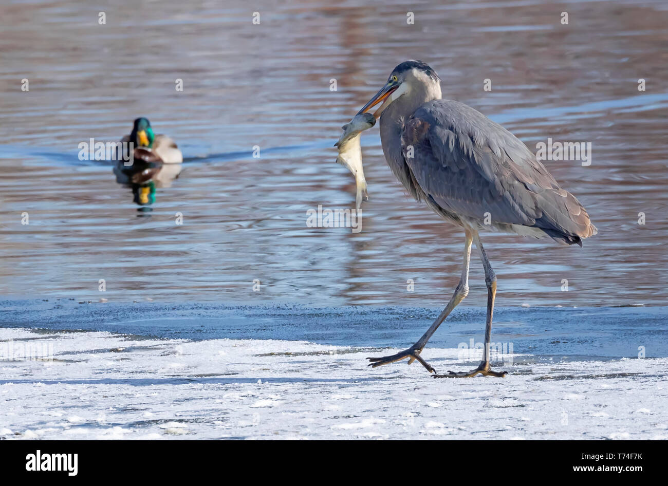 Great blue heron (Ardea herodias) with a fish in it's mouth; Fort Collins, Colorado, United States of America Stock Photo