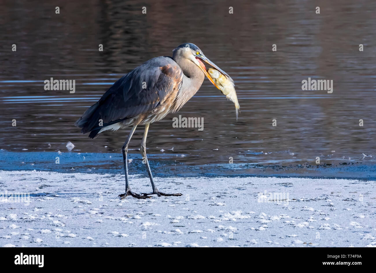 Great blue heron (Ardea herodias) with a fish in it's mouth; Fort Collins, Colorado, United States of America Stock Photo
