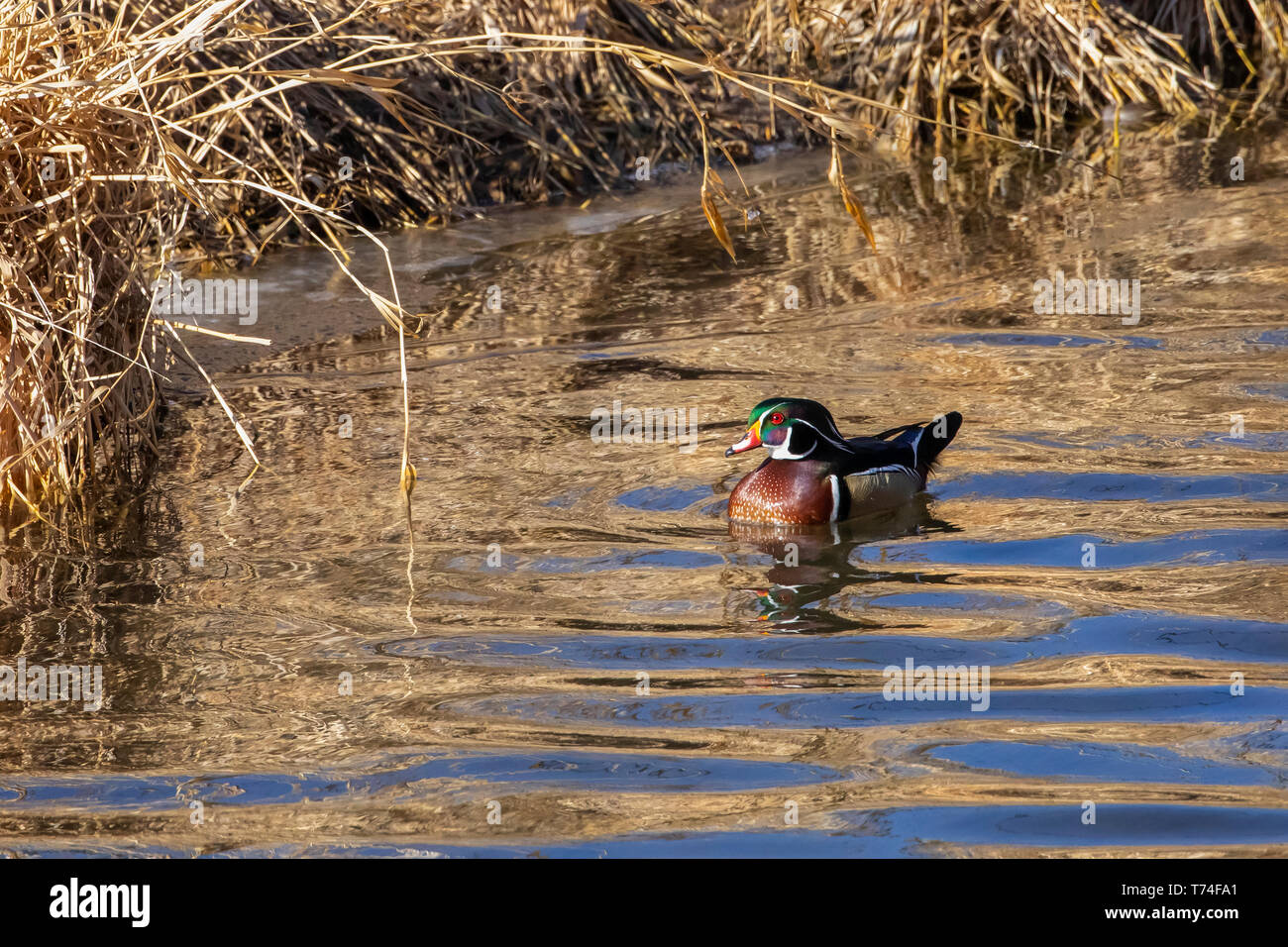 Colourful duck hires stock photography and images Alamy