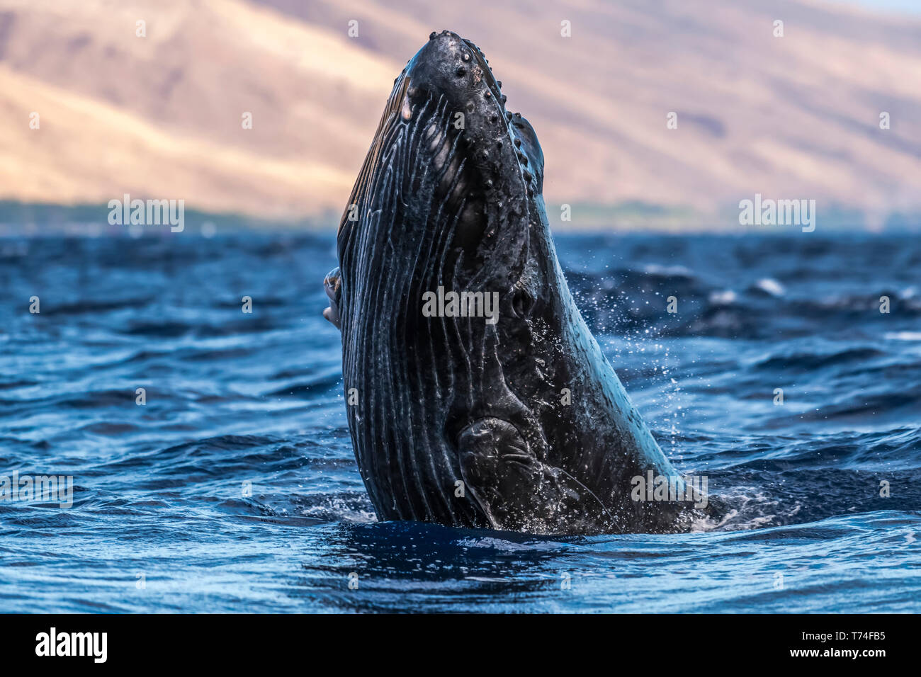 Humpback whale breaching hawaii hi-res stock photography and images - Alamy
