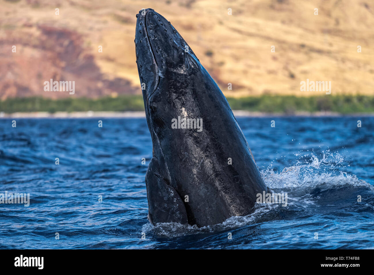 Baby humpback whale breaching hi-res stock photography and images - Alamy