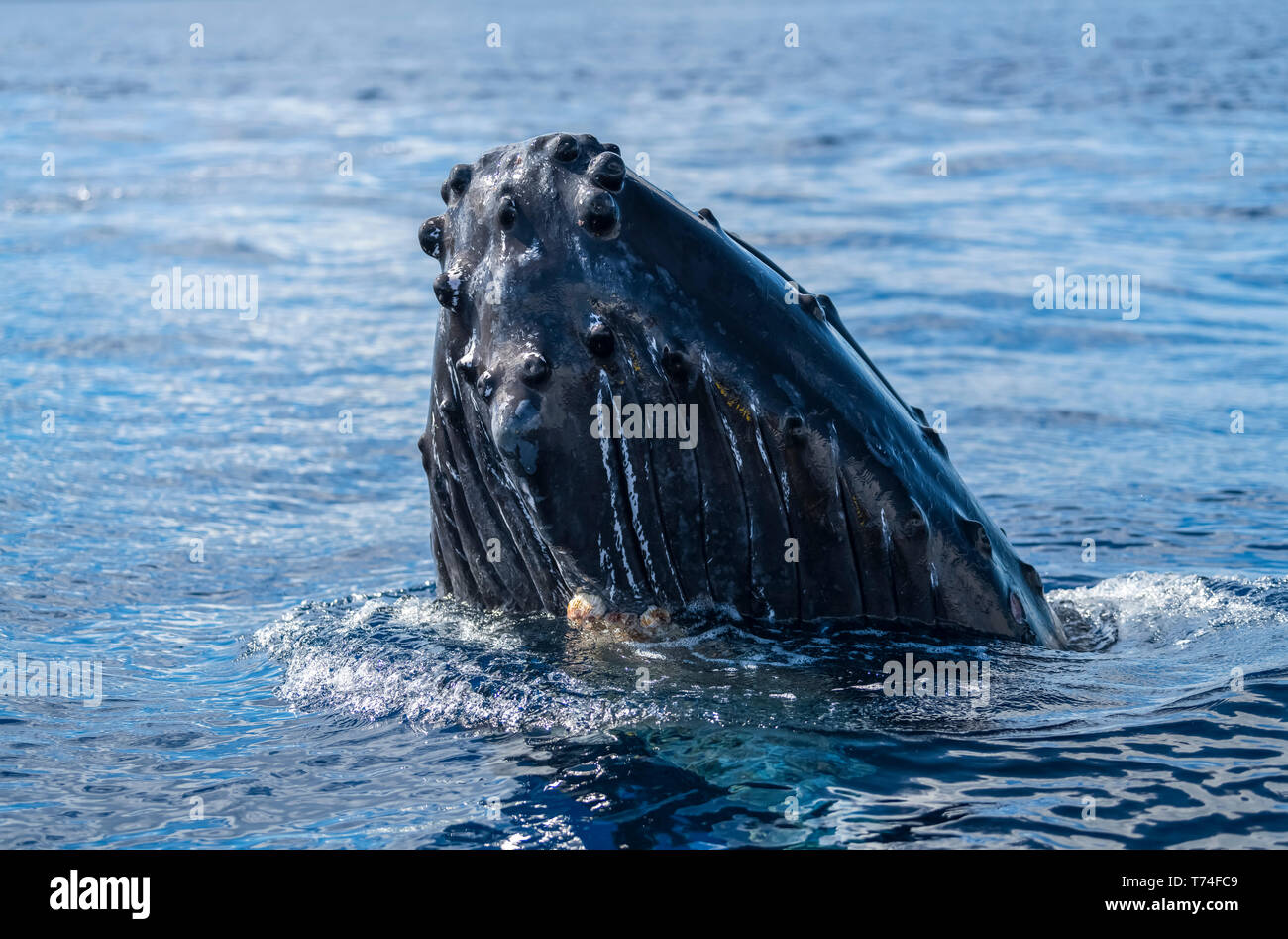 Humpback whale (Megaptera novaeangliae) spyhopping; Lahaina, Maui, Hawaii, United States of America Stock Photo