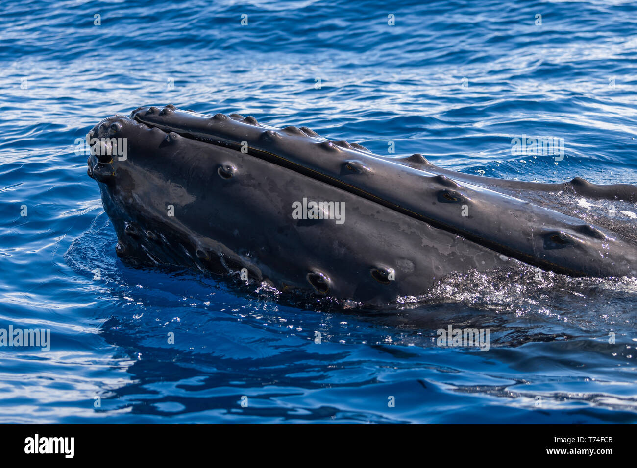 Humpback whale (Megaptera novaeangliae) spyhopping; Lahaina, Maui, Hawaii, United States of America Stock Photo