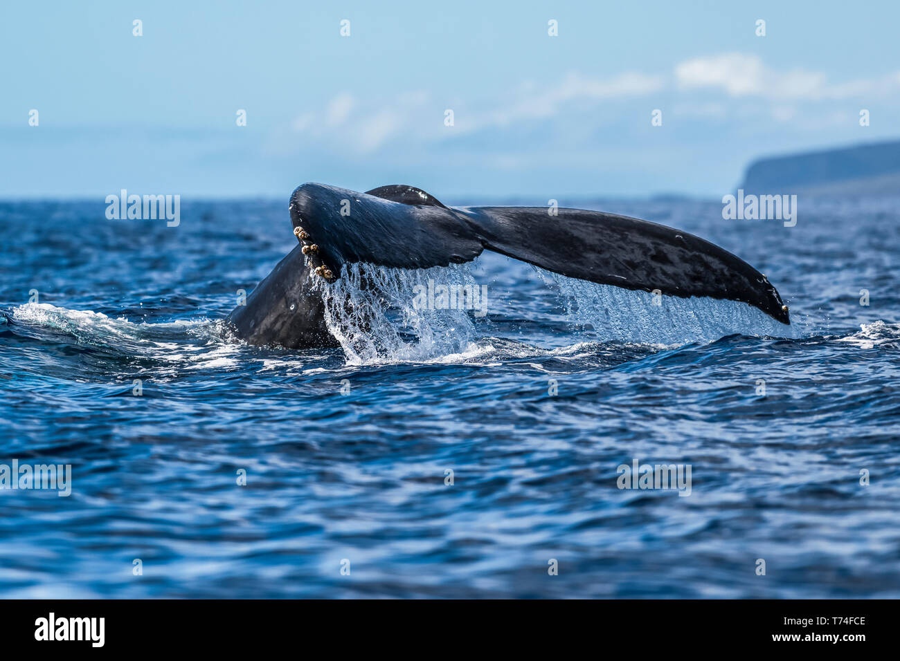 Fluke High Resolution Stock Photography and Images - Alamy
