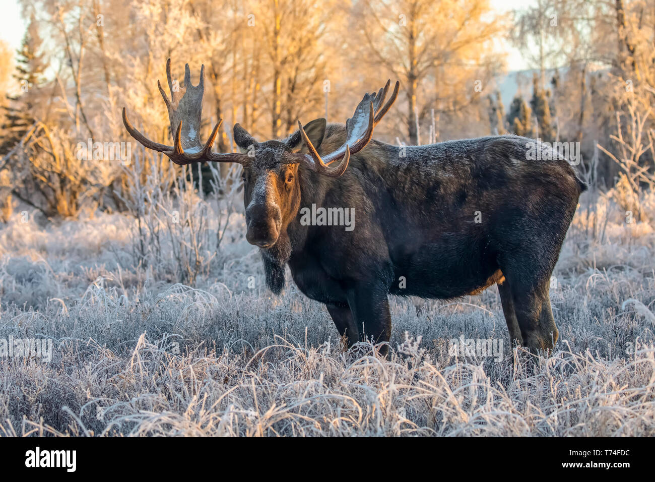 Mature bull moose (Alces alces) standing and feeding in early morning with hoar frost in in the field, South Anchorage, South-central Alaska Stock Photo