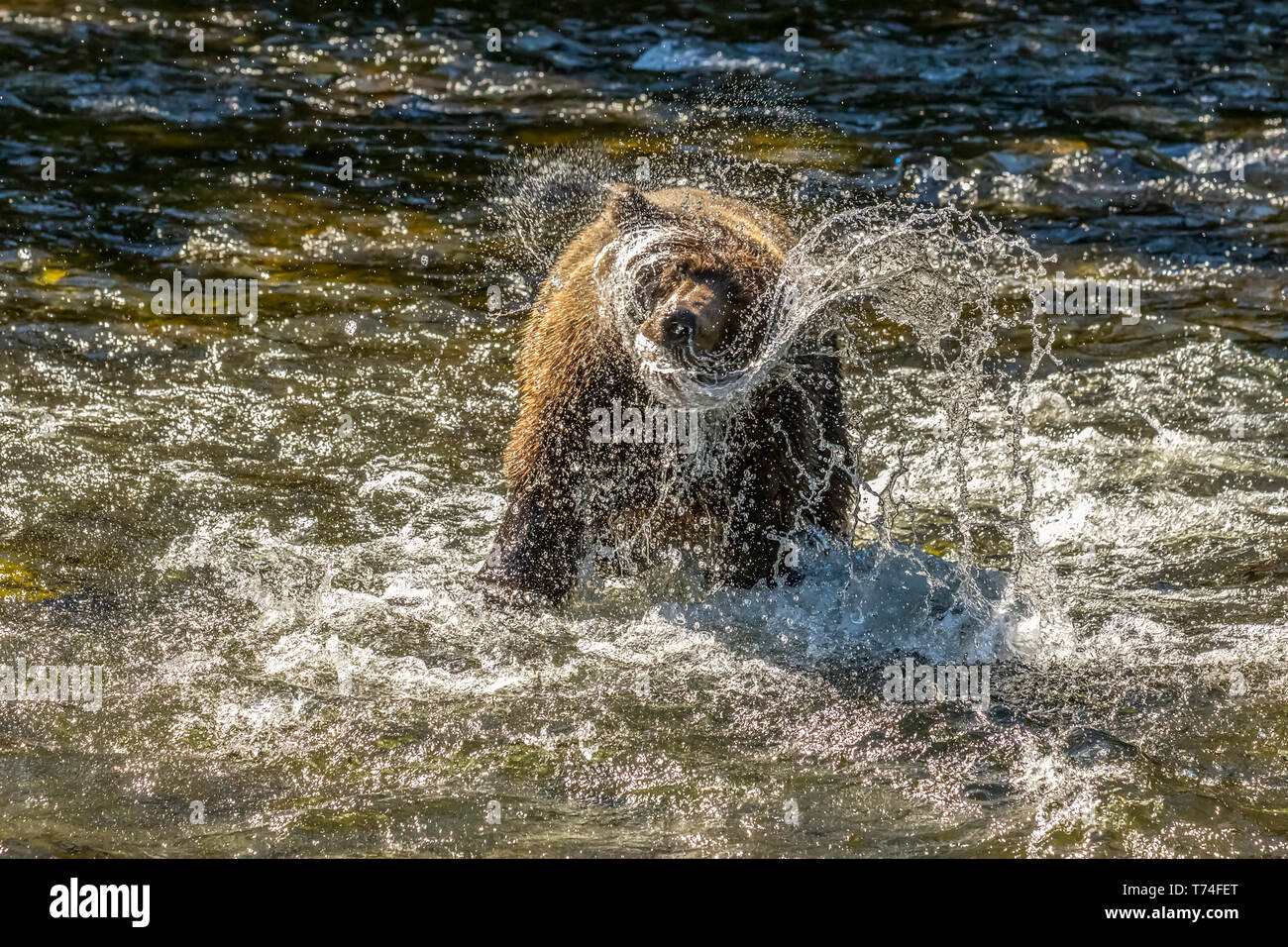 A Brown bear (Ursus arctos) shakes off water after chasing salmon during the summer salmon run in the Russian River near Cooper Landing, South-cent... Stock Photo