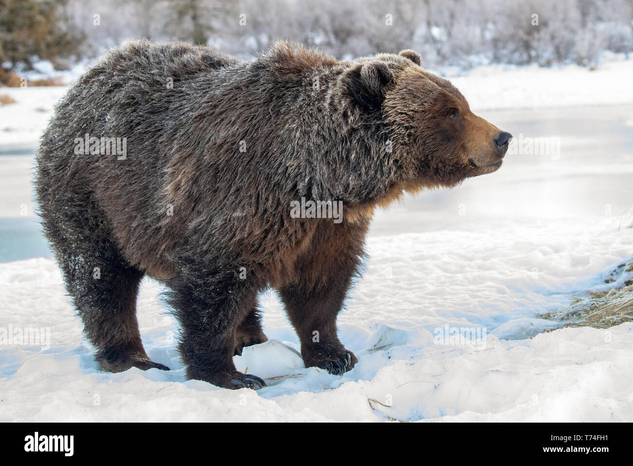 Captive female Grizzly bear (Ursus arctos horribilis) standing on snow, Alaska, Wildlife Conservation Center, South-central Alaska Stock Photo